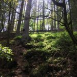 Waldmoos