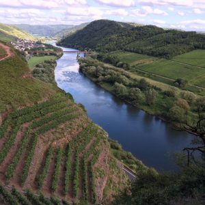Weinberge